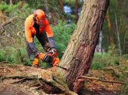 Reliable Yale, MI Tree Care Solutions